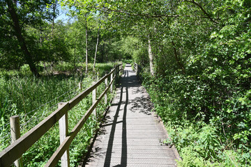 Woodland Walk on wooden footpath at Askham Bog, near York, England, UK