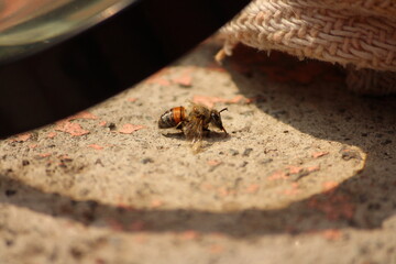 Close up de abeja descansando