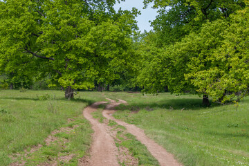 Fototapeta na wymiar winding dirt road among meadows and oaks