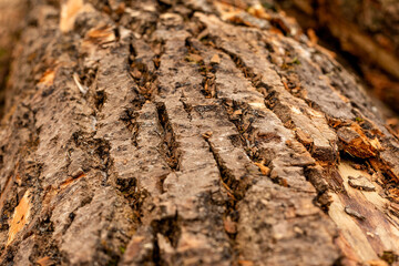 bark of tree. Natural materials