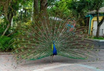 Obraz premium Beautiful Peacock with Feathers Flared Out