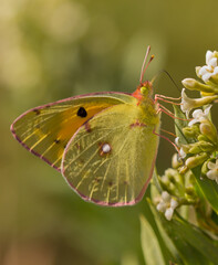Clouded Yellow butterfly (Colias croceus) closeup