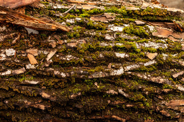 bark of tree. Natural materials