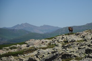 Fototapeta premium A brown lonely horse with saddle walks in the mountains with picks on horizon