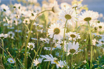 Background photo of chamomile field during sunset. Atmospheric concept of a nature, ecology, life...