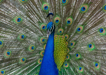 Fototapeta na wymiar Beautiful Peacock with Feathers Flared Out