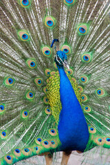 Obraz premium Beautiful Peacock with Feathers Flared Out