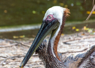 Close Up Portrait of a Pelican
