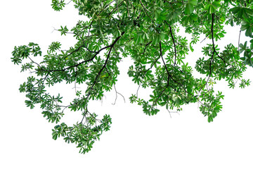 Natural green leaves isolated white background