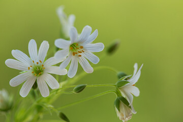 white flower on green background