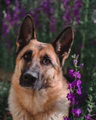 German Shepherd sits against a background of pink wildflowers
