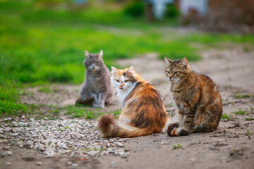 three different cats sit on the path in the garden on a spring Sunny day