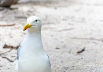 Close Up of a Seagull