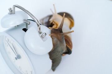Dark achatina snail with dark shell crawling near white alarm clock on white background with shadow. Clock and giant african snail Achatina fulica on table. Deadline concept and slow current time.