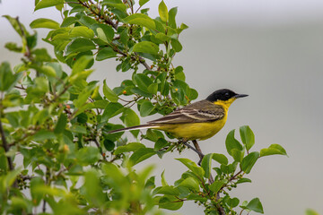Black headed yellow wagtail (motacilla flava) in natural habitat