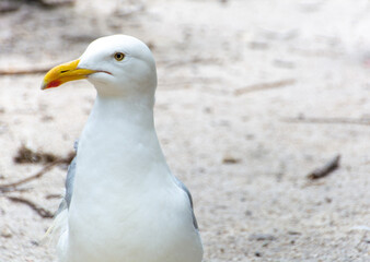 Close Up of a Seagull