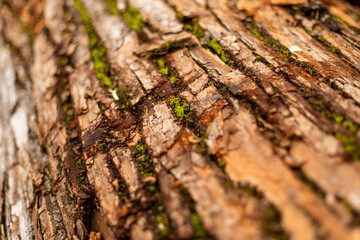 bark of tree. Natural materials