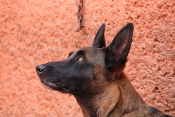 Close up de pastor belga mirando hacia arriba con fondo de pared anaranjado