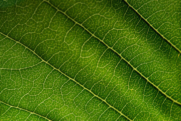 green leaf texture