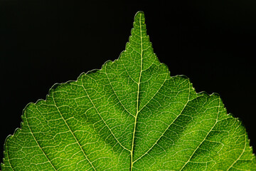 Fototapeta premium close up of leaf