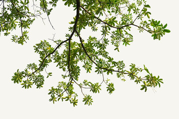 Natural green leaves isolated white background