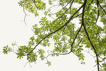 Fototapeta premium Natural green leaves isolated white background
