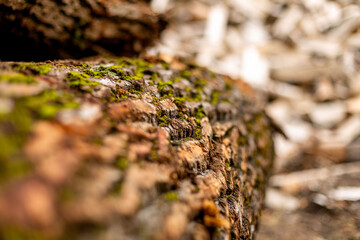 bark of tree. Natural materials