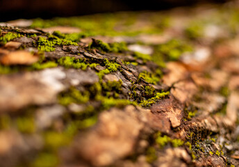 bark of tree. Natural materials