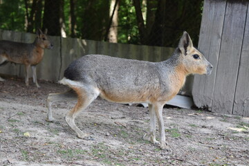Pampas hare running around on a green meadow, Animal Park Bretten, Germany