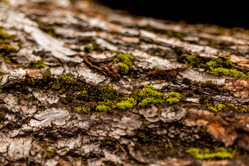 bark of tree. Natural materials