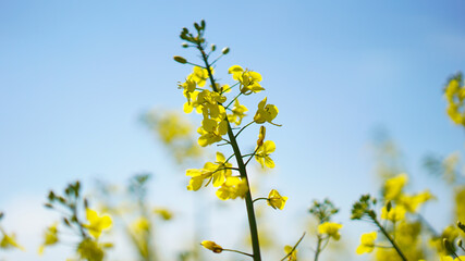 yellow rapeseed (also colza or canola) with blue sky
