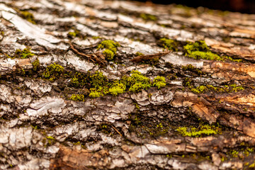 bark of tree. Natural materials