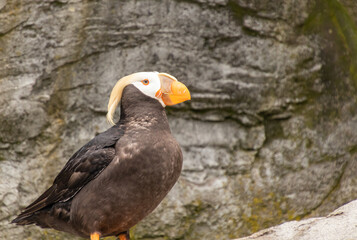 Adult Tufted Puffin in breeding plumage standing on rocks looking right