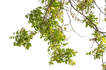Natural green leaves isolated white background