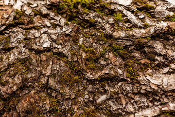 bark of tree. Natural materials