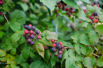 raspberry Shrub 1-2 m tall with annual vegetative shoots and woody biennial