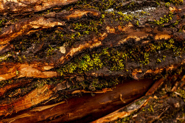 bark of tree. Natural materials