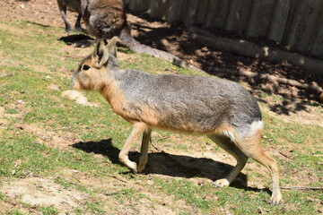 Pampas hare running around on a green meadow, Animal Park Bretten, Germany