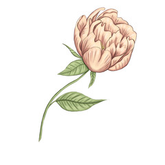 Romantic light pink peony decoration 300 dpi digital illustration