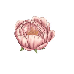 Romantic pink peony decoration 300 dpi digital illustration