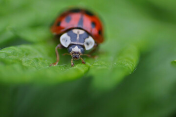 Front of a ladybug