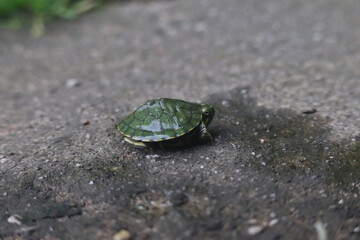 Baby red-eared slider