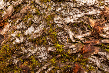 bark of tree. Natural materials