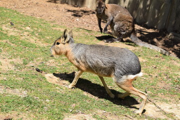 Pampas hare running around on a green meadow, Animal Park Bretten, Germany