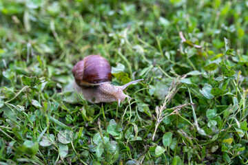 snail on the grass © Evgeniy Bezborodov