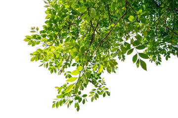Natural green leaves isolated white background