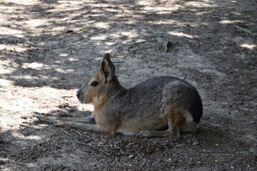 Pampas hare relaxing on a green meadow, Animal Park Bretten, Germany