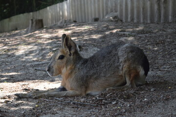 Pampas hare relaxing on a green meadow, Animal Park Bretten, Germany
