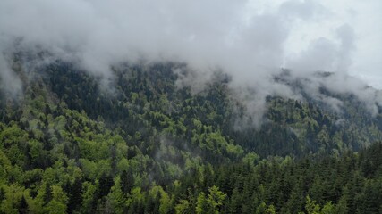 Carpathian mountains in the fog. Mountain peaks among beautiful clouds at summer. Carpathian mountains. Ukraine. pine trees in the Carpathians. Карпатские горы. Украина. Европа.