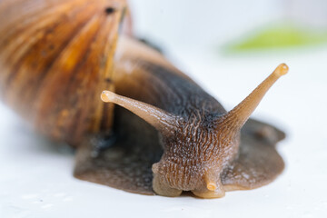 Dark achatina snail with dark shell crawling near white alarm clock on white background with shadow. Clock and giant african snail Achatina fulica on table. Deadline concept and slow current time.